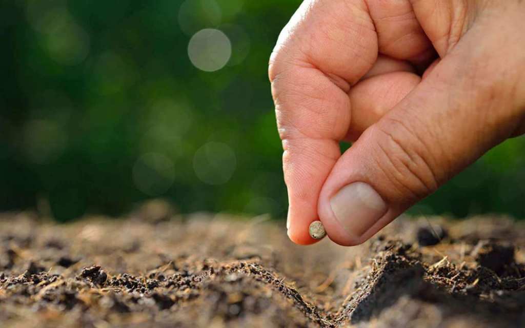 «Se aveste fede quanto un granello di senape» (Lc&nbsp;17,5-10)