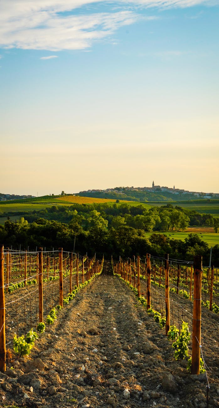 La vigna del Signore (Mc&nbsp;12,1-12)